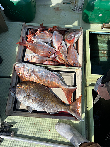 マダイの釣果