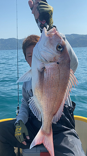 マダイの釣果