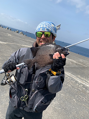 イシガキダイの釣果