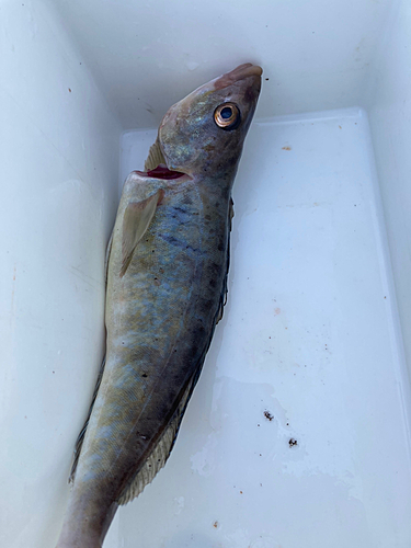 ホッケの釣果