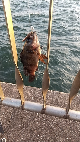 メバルの釣果