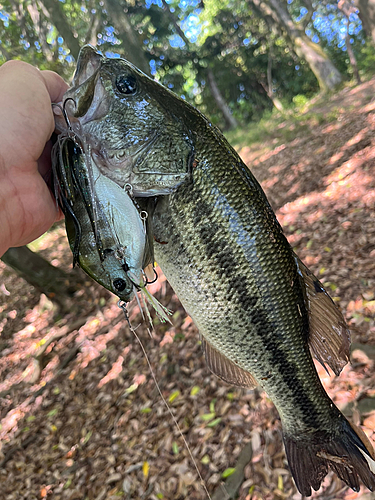 ブラックバスの釣果