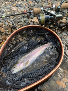 ニジマスの釣果