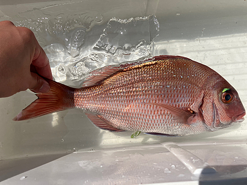 マダイの釣果