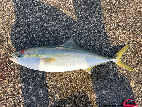 メジロの釣果