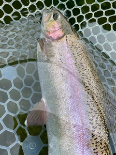 トラウトの釣果