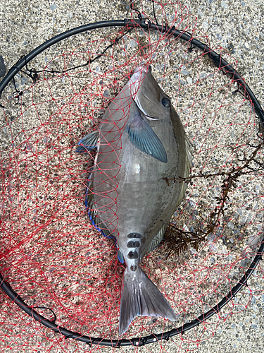 ニザダイの釣果