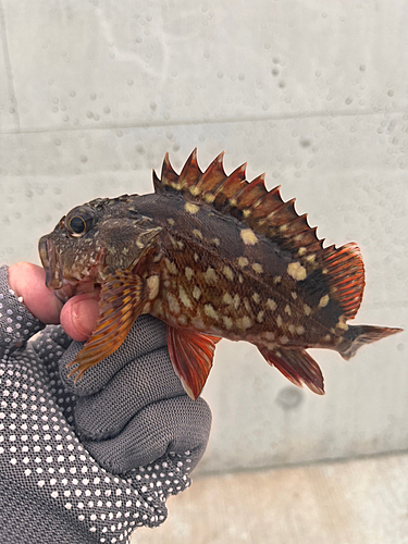 カサゴの釣果