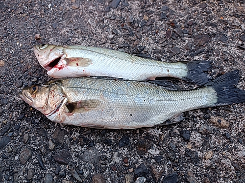 セイゴ（ヒラスズキ）の釣果