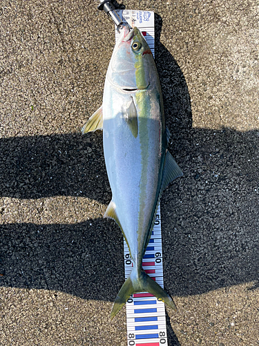 メジロの釣果