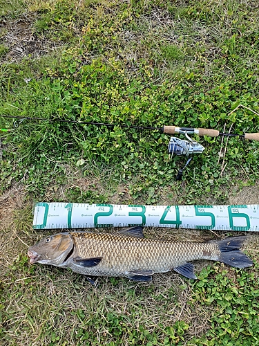 ニゴイの釣果