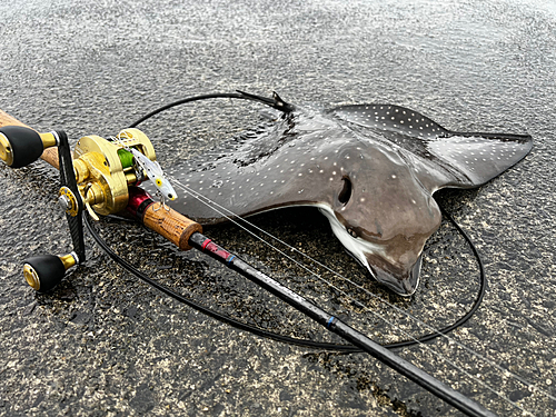 エイの釣果