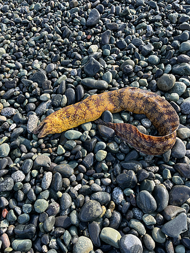 ウツボの釣果