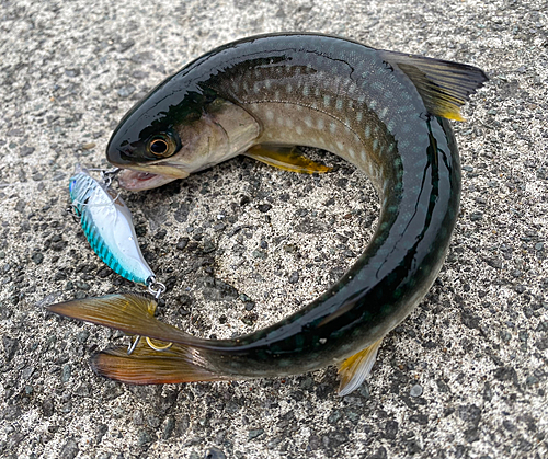 アメマスの釣果