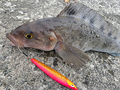 ホッケの釣果