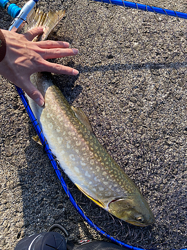 アメマスの釣果