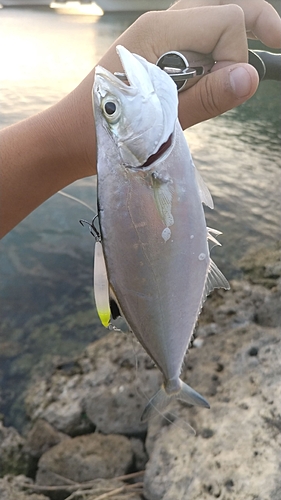 イケカツオの釣果