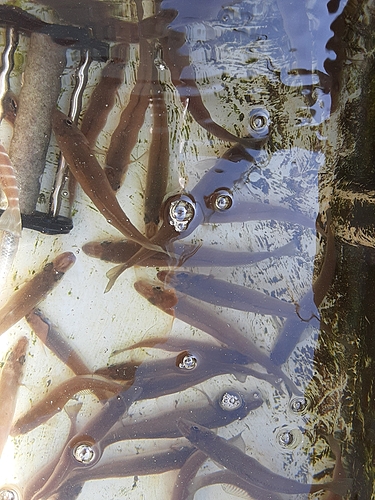 シロギスの釣果