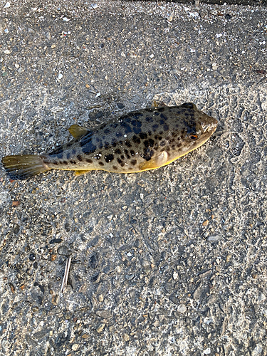 フグの釣果