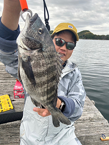 チヌの釣果