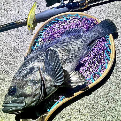 クロソイの釣果