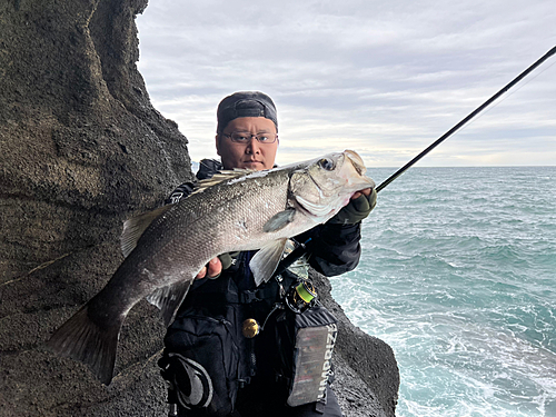 ヒラスズキの釣果