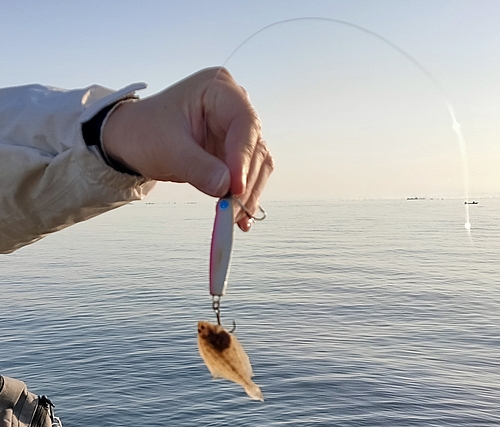 カレイの釣果