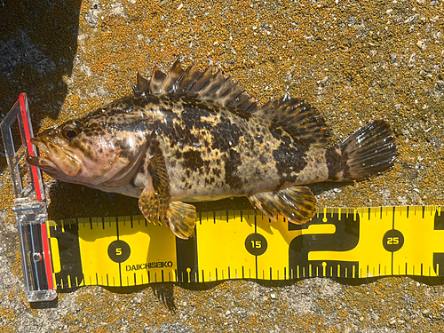 タケノコメバルの釣果