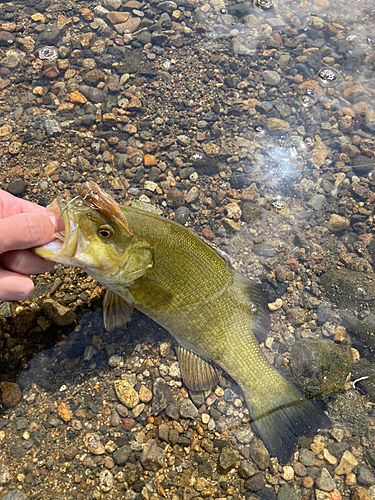 スモールマウスバスの釣果