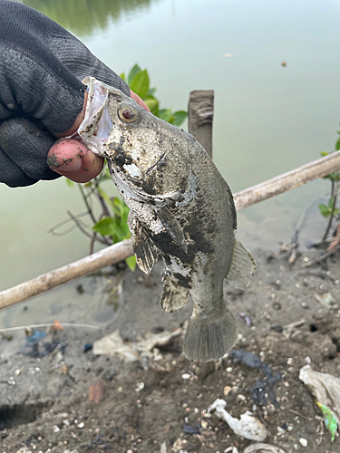 バラマンディの釣果