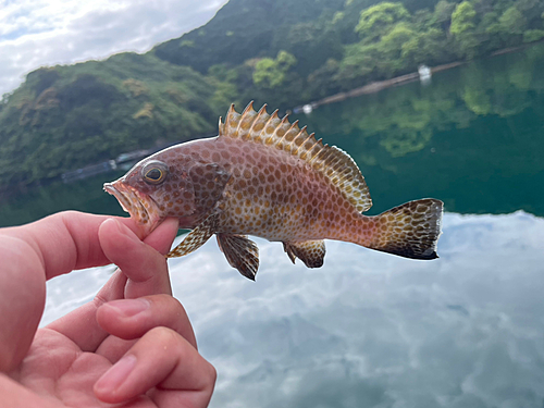 オオモンハタの釣果