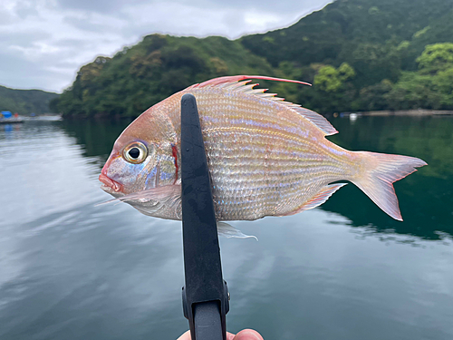 ヒレコダイの釣果