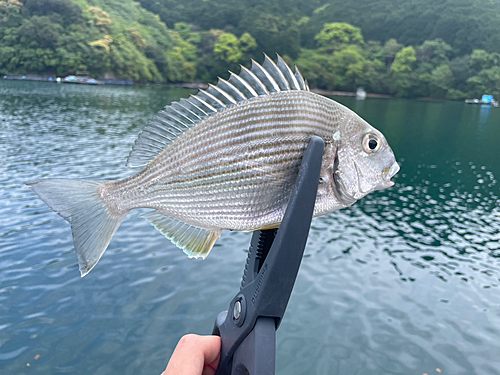 ヘダイの釣果