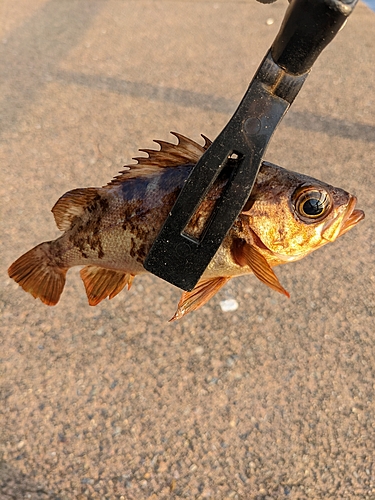 メバルの釣果