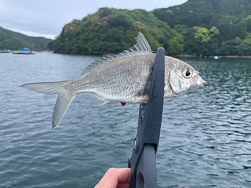 クロサギの釣果