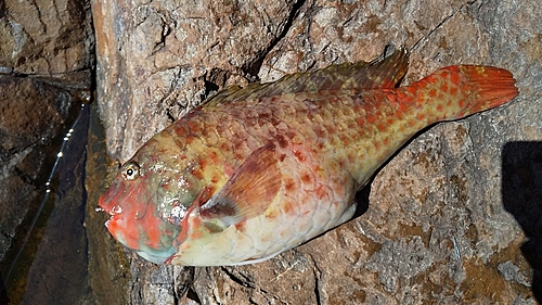 ブダイの釣果