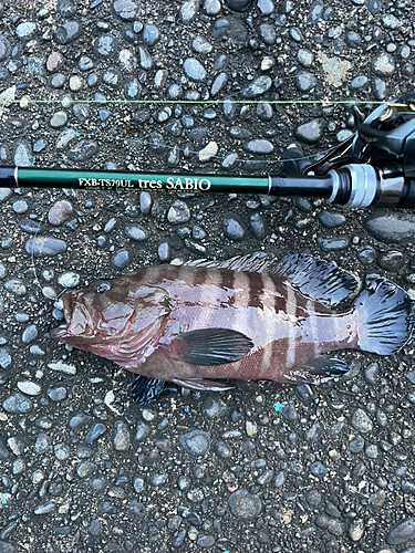 ヤミハタの釣果