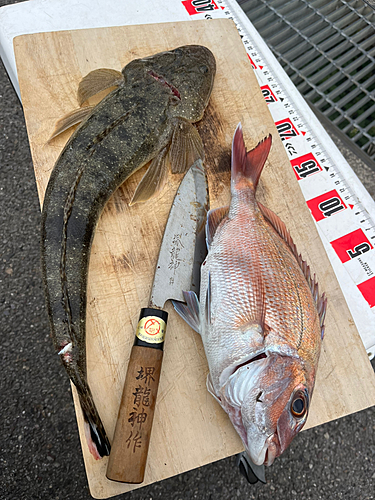 マゴチの釣果