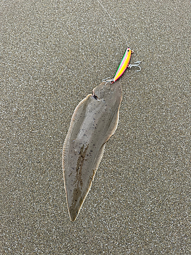 シタビラメの釣果