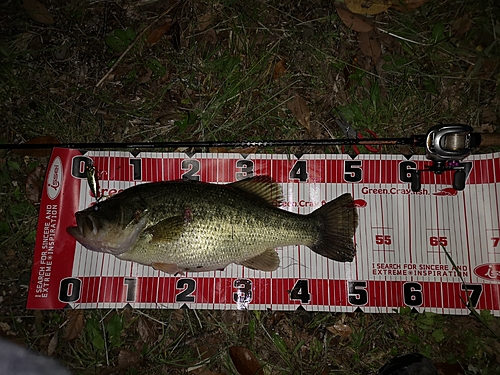 ブラックバスの釣果