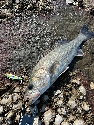 フッコ（タイリクスズキ）の釣果