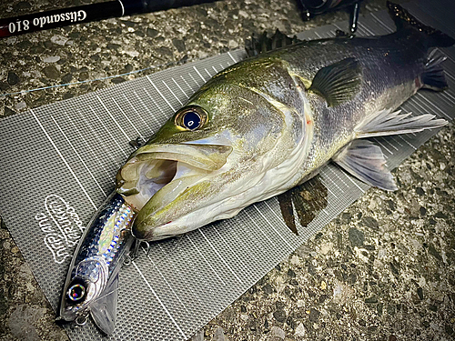 シーバスの釣果