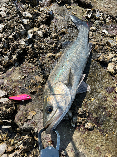 フッコ（タイリクスズキ）の釣果