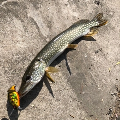 ノーザンパイクの釣果