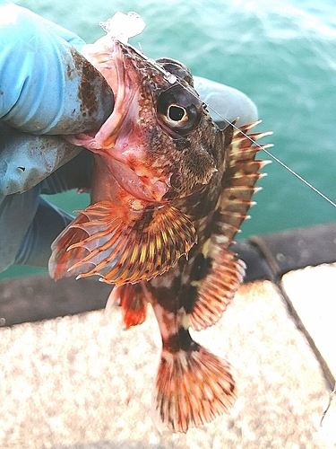 カサゴの釣果