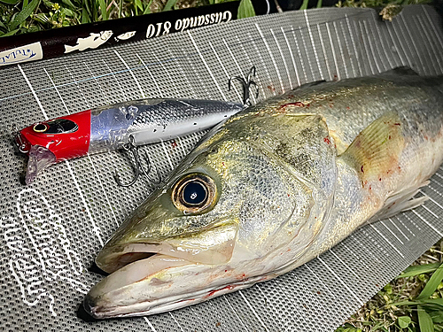 シーバスの釣果