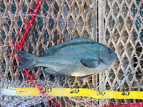 メジナの釣果