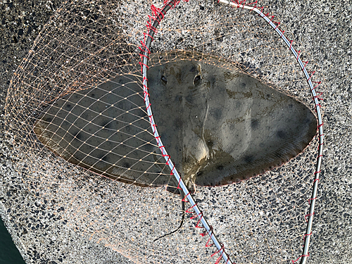 ツバクロエイの釣果