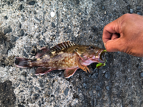 カサゴの釣果