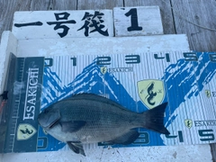 クチブトグレの釣果